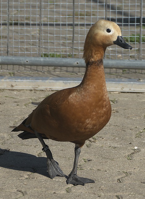 斯小牛